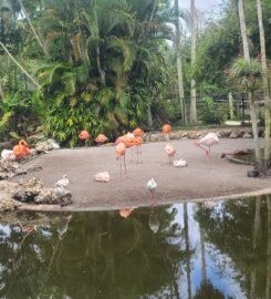 Flamingo Gardens