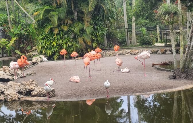 Flamingo Pond