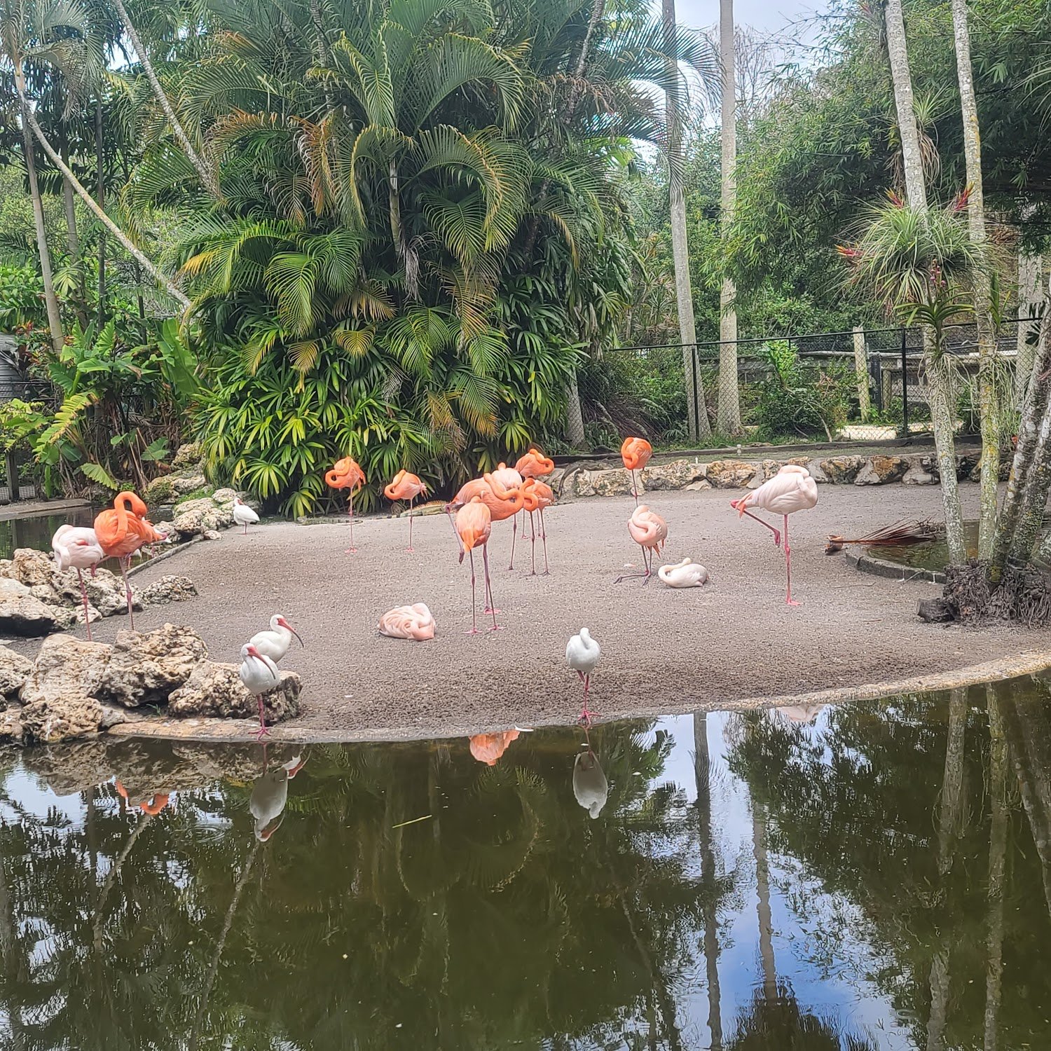 Flamingo Pond