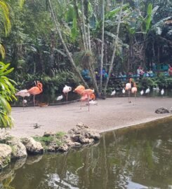 Flamingo Gardens