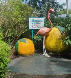 Flamingo Gardens