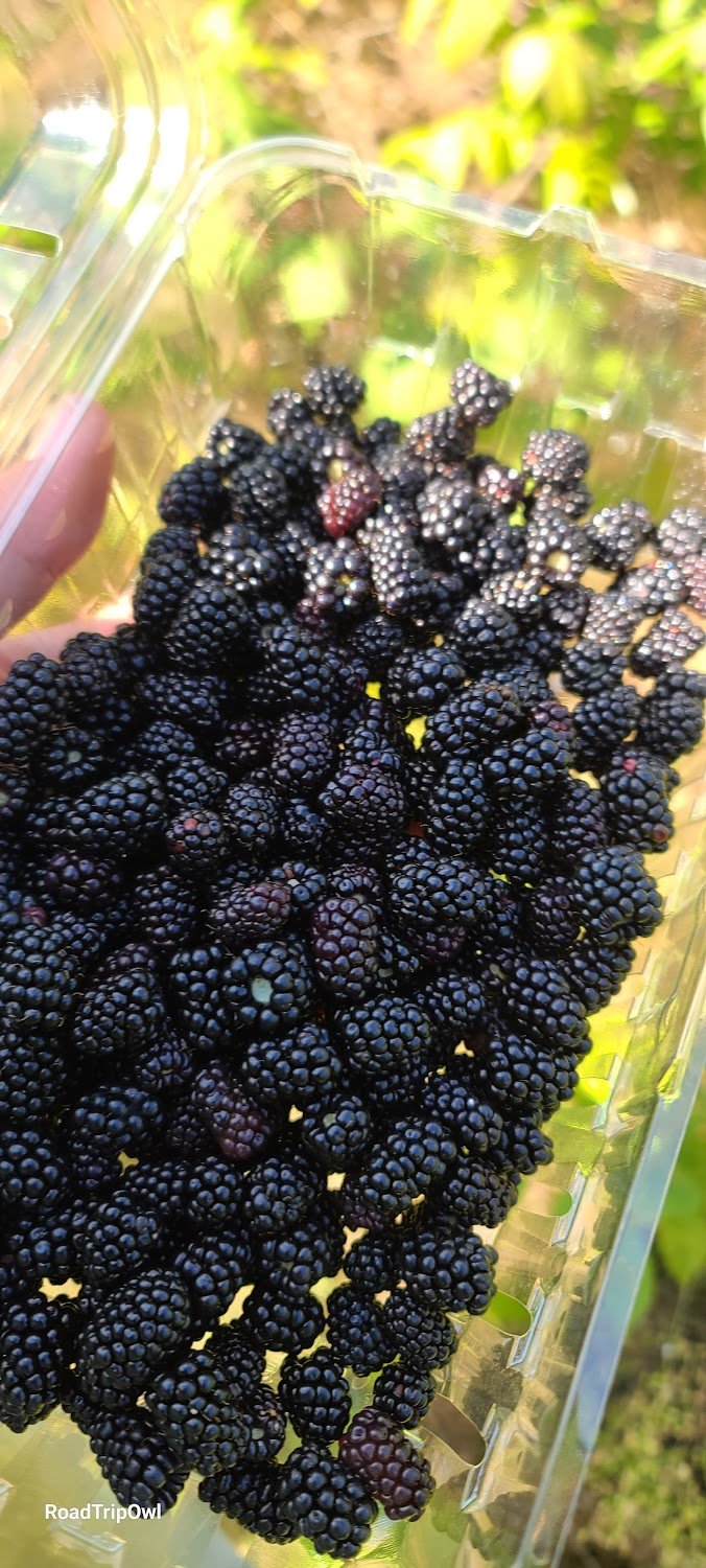 Blackberry Picking