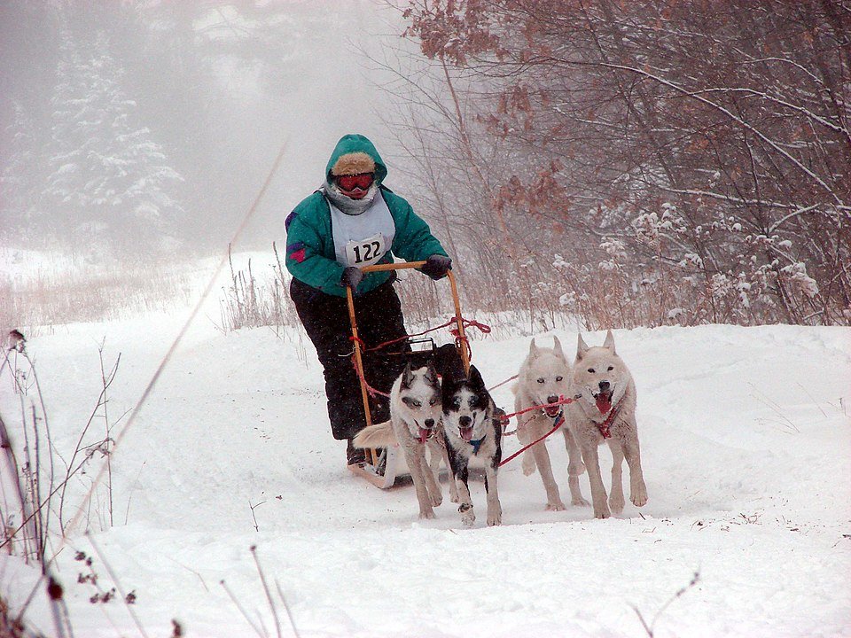 dog sledding