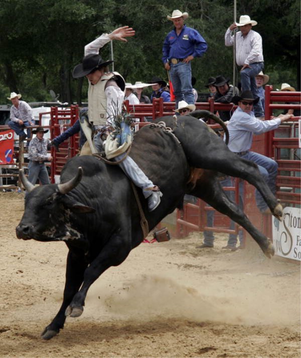 bull rider