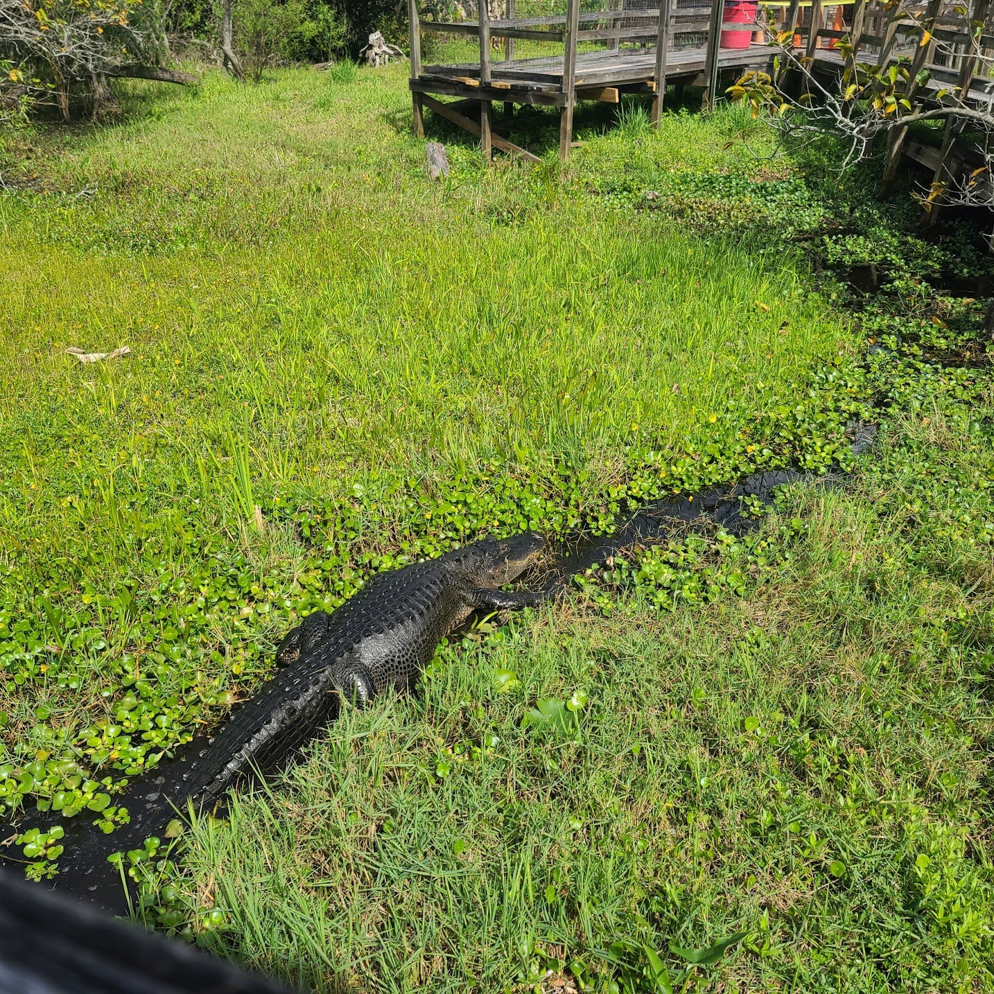 alligator going through the swamp seen on an airboat tour