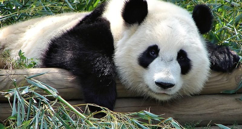 panda at zoo atlanta